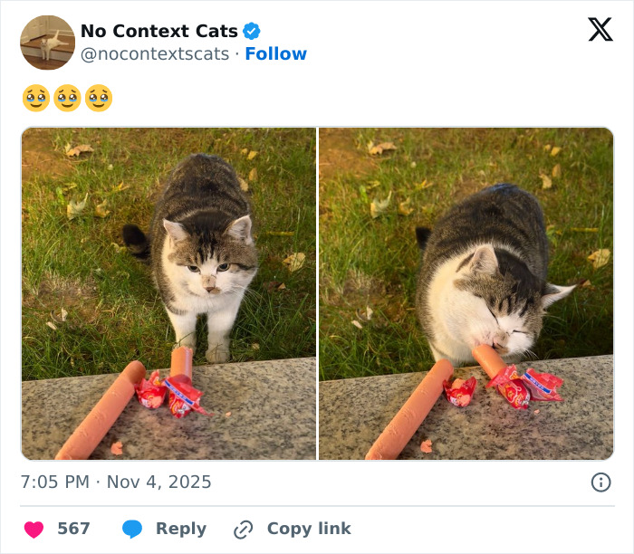 A curious cat outdoors investigating and nibbling on candy near a stone surface in a no context cats photo.