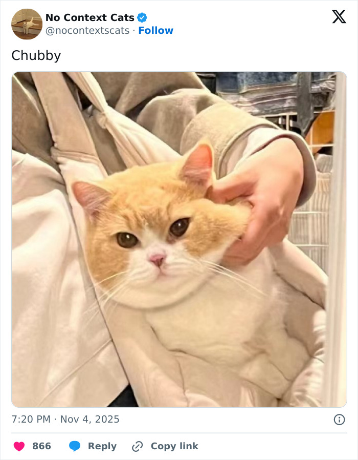 Chubby orange and white cat being gently held, showing adorable expression in a cozy setting with no context cats.