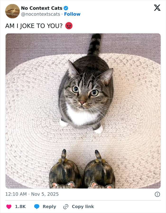 Tabby cat with white paws looking up angrily at two turtle slippers on a textured circular rug in no context cats image.