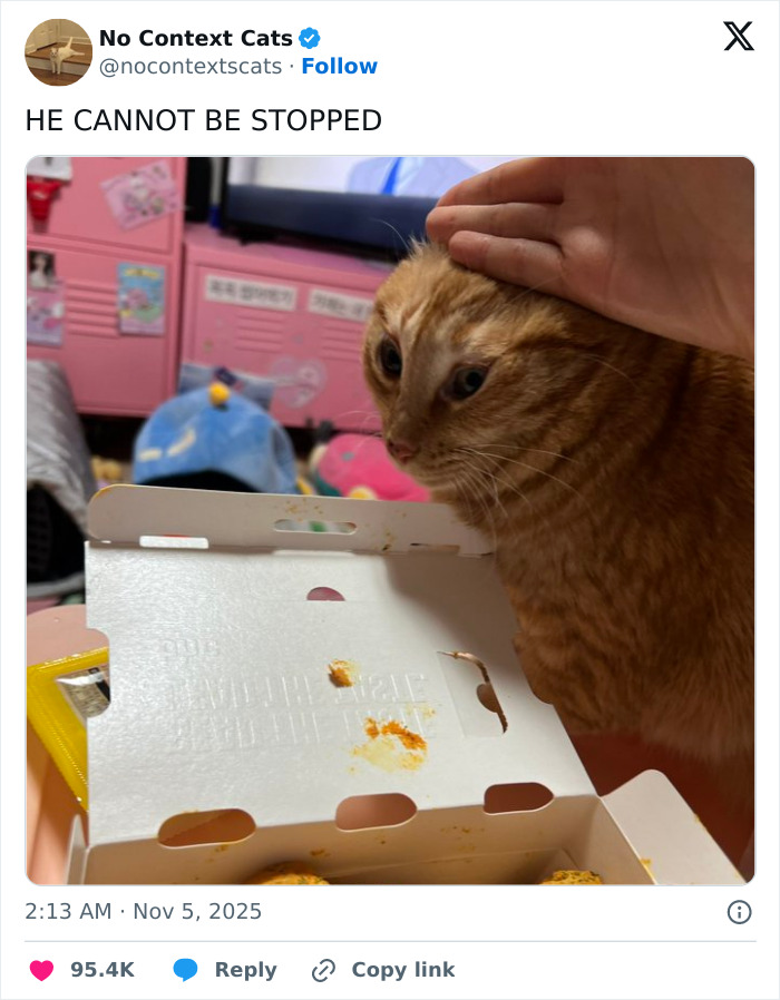Orange cat being petted next to an open food box with ketchup stains, showcasing charming no context cats moment.