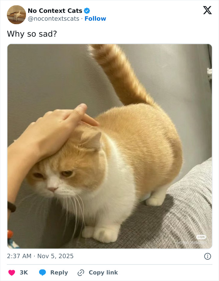 A fluffy orange and white cat being petted on the head with a sad expression in a no context cats image.
