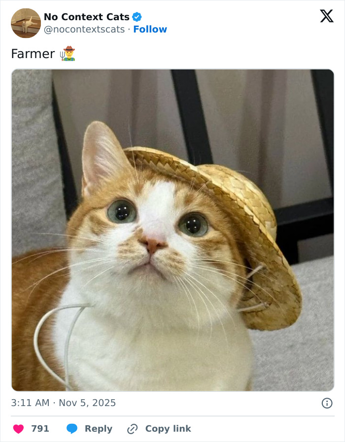 Orange and white cat wearing a small straw hat, looking up with wide eyes in a no context cats image.