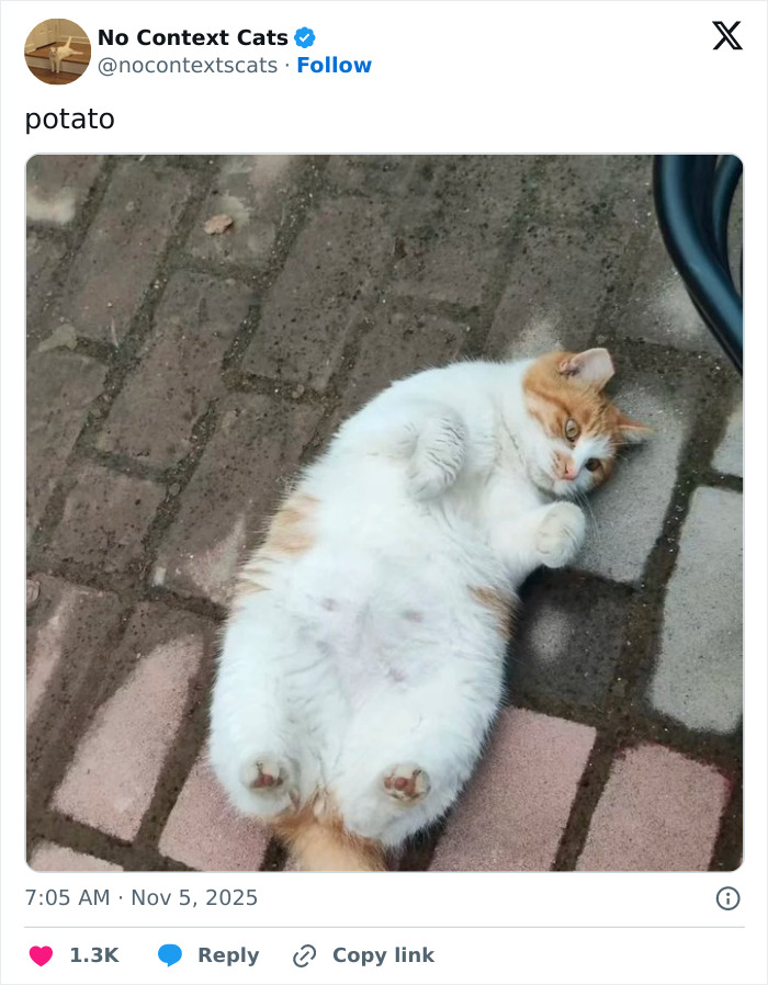 Chubby orange and white cat lying on its back on a brick pavement showcasing no context cats charm and cuteness.