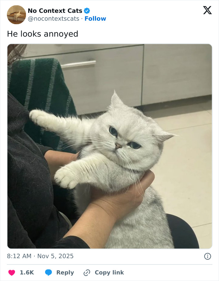 Gray cat held by person looking annoyed, showcasing adorable expressions from popular no context cats collection.