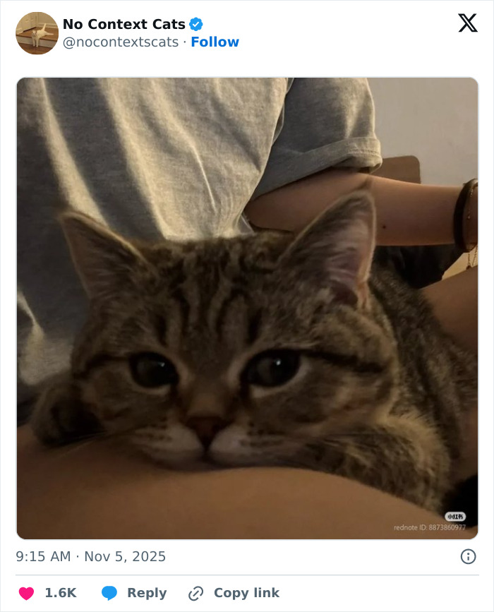 Close-up of a relaxed tabby cat resting on a person's arm, showcasing the charm of no context cats in cozy moments.