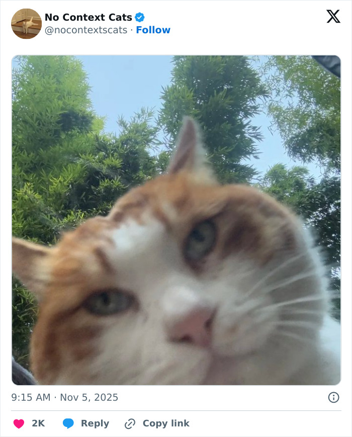 Close-up of a curious cat face with green eyes and orange fur against a background of green trees and blue sky.