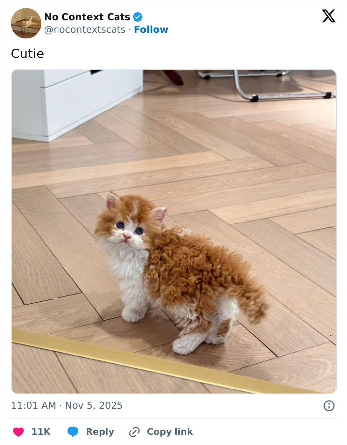Curly orange and white kitten standing on wooden parquet floor, looking up with blue eyes, no context cats image.