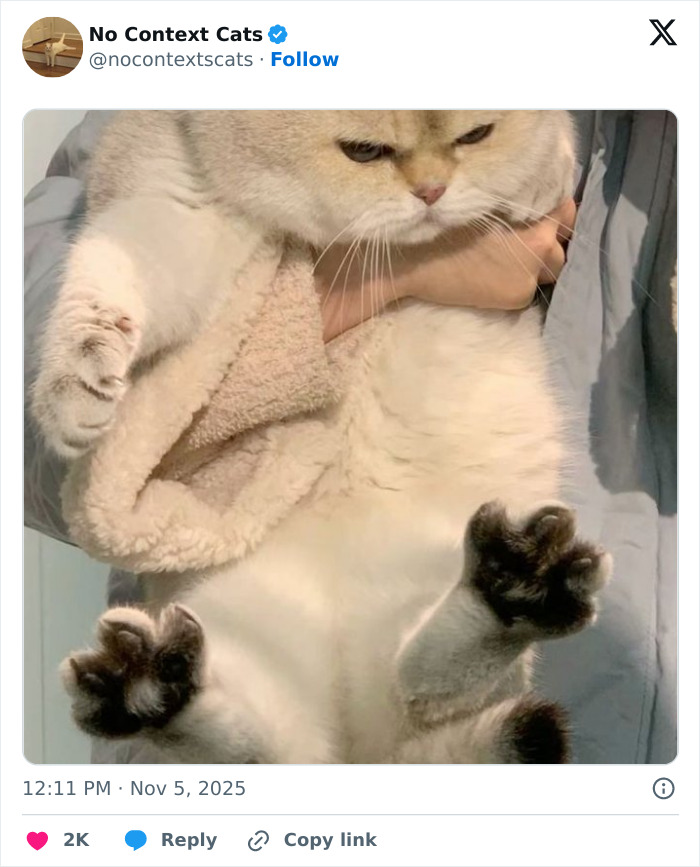 Fluffy cat with dark paws held up by a person wearing a cozy beige and blue jacket, showcasing no context cats charm.