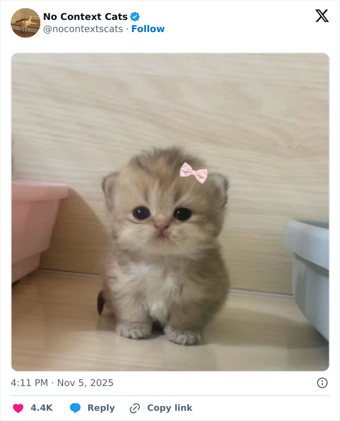 Tiny fluffy kitten with a pink bow sitting on a wooden floor in a no context cats photo.