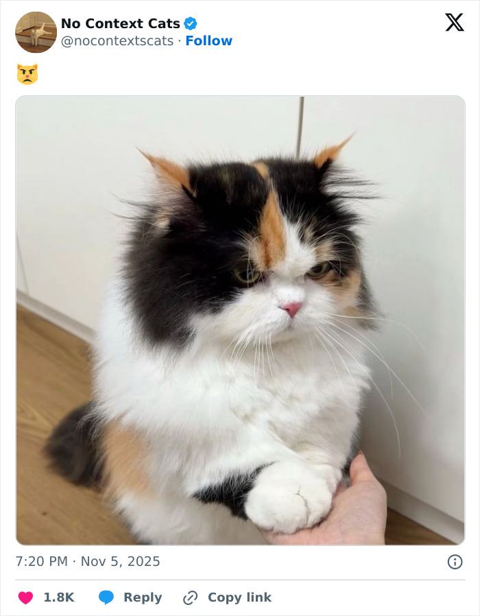 Fluffy calico cat with an expressive face resting its paw on a human hand in a cozy indoor setting, no context cats.