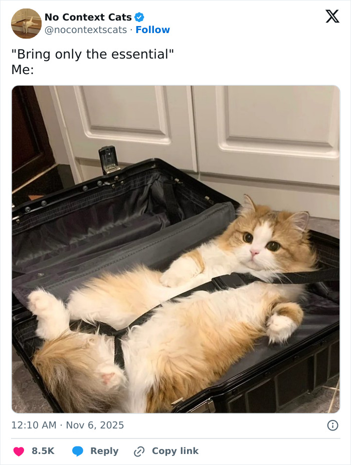 Fluffy cat lying in an open suitcase with straps, perfectly relaxed and fitting the no context cats theme.