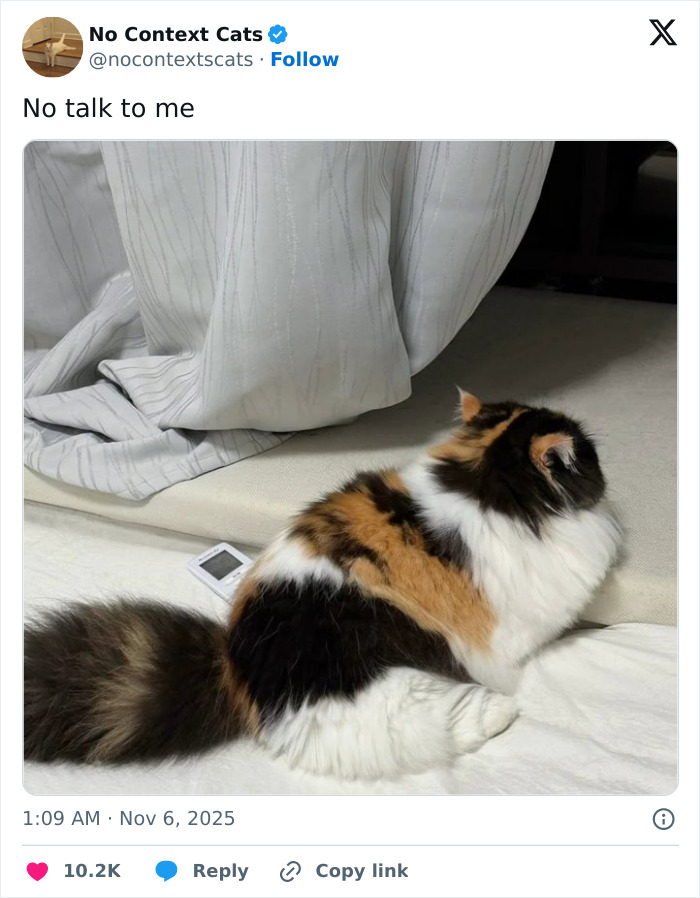Calico cat lying on a bed with white and gray striped curtains, featured in no context cats images.