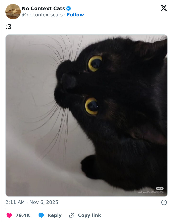 Close-up of a black cat with large yellow eyes looking curiously, featured in no context cats images.