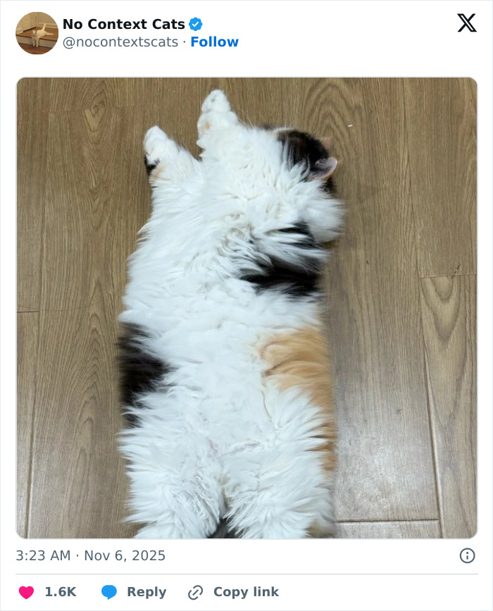 Fluffy calico cat lying stretched out on wooden floor in a relaxed pose, perfect for no context cats collection.