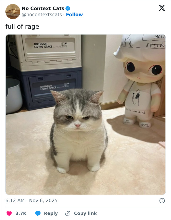 Grumpy cat sitting on floor next to a toy figure, captured in a no context cats image full of expression.