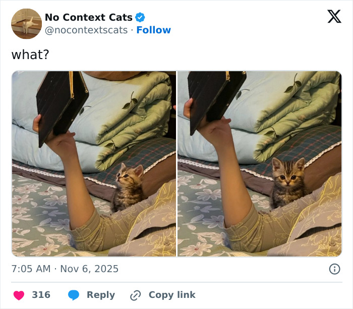 Small tabby kitten looking up at a person holding a book, captured in two side-by-side no context cats images.