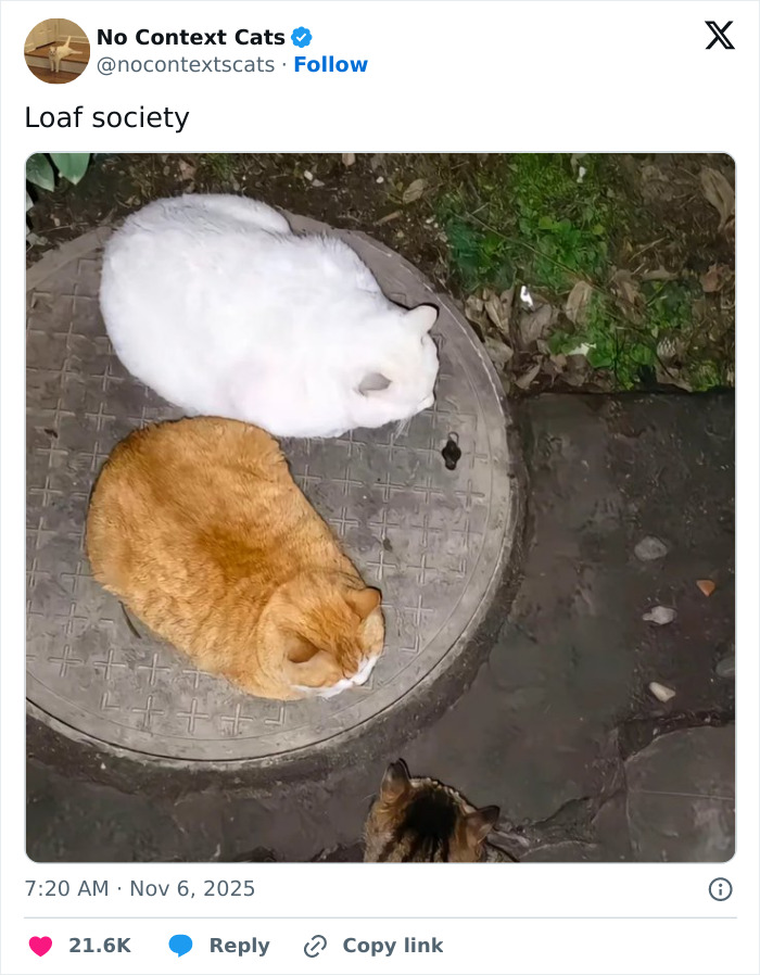 Two cats loafing on a circular manhole cover outdoors, captured in a no context cats photo.