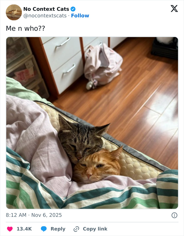 Two cats cuddling under a blanket on a bed, showcasing adorable no context cats moments indoors.