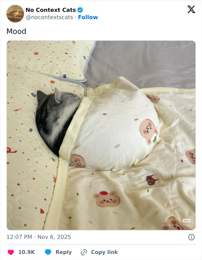 Cat tucked into a bed with patterned blankets, showcasing a cozy and adorable no context cats moment.