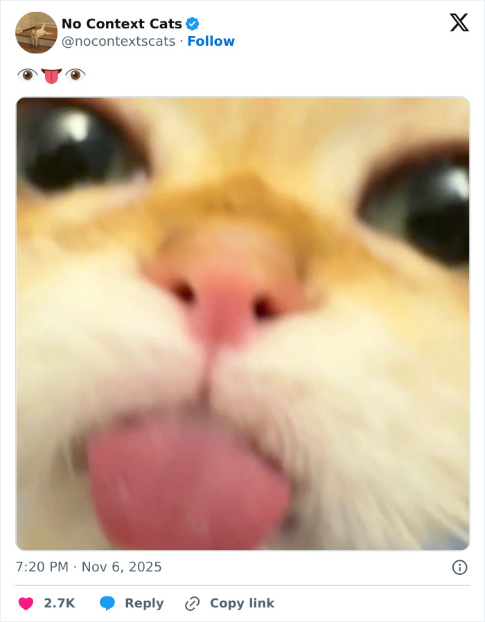 Close-up of a cat's face with pink nose and tongue out in a funny and adorable no context cats image.