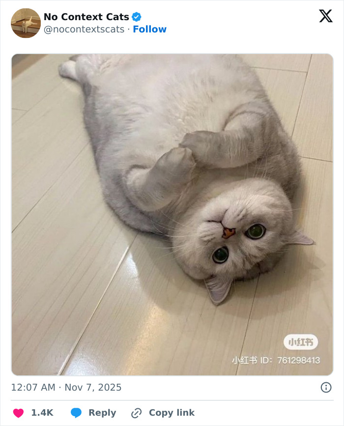 Playful gray cat with green eyes lying on its back on a wooden floor, perfect for no context cats collection.