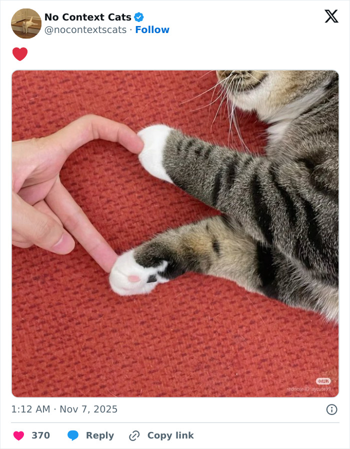 Cat paw and human finger touching on red fabric, showcasing a charming no context cats moment.