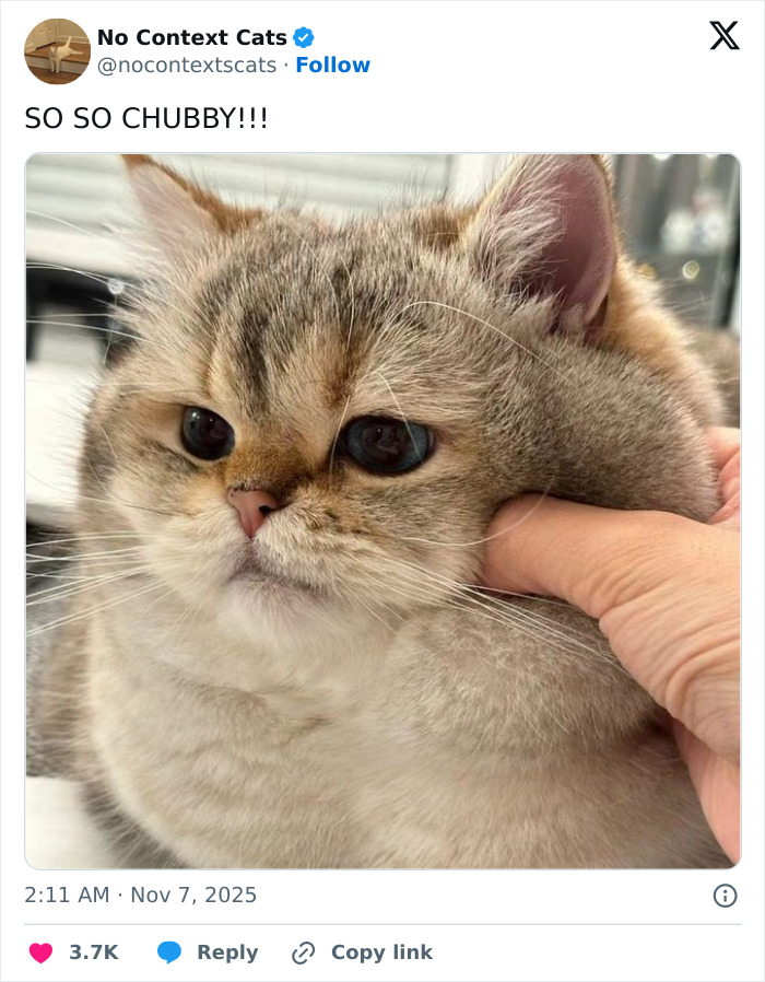 Chubby cat with fluffy fur being gently squeezed by a hand, showing an adorable and calm expression in no context cats image.