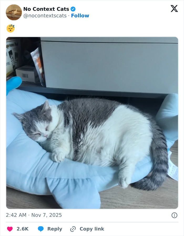 Sleeping gray and white cat resting on a light blue cushion in a cozy indoor setting, no context cats image.