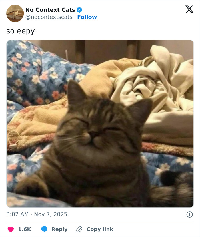 Smiling tabby cat relaxing on floral and beige blankets, captured in a cozy no context cats moment.