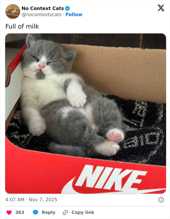 Gray and white kitten relaxing in a Nike shoebox on a black patterned blanket, a perfect no context cats moment.