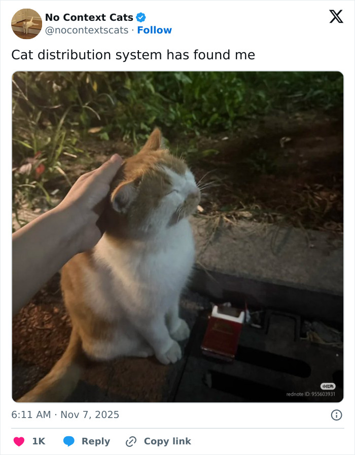 Orange and white cat being petted outdoors at night, showcasing charming and adorable no context cats moment.