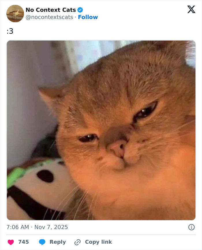 Close-up of a fluffy cat with a relaxed expression, featured in no context cats images for cat lovers.