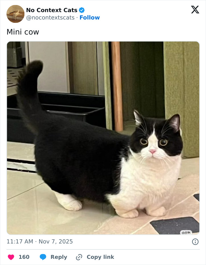 Black and white cat with a compact body and wide eyes standing indoors, perfect for no context cats collection.