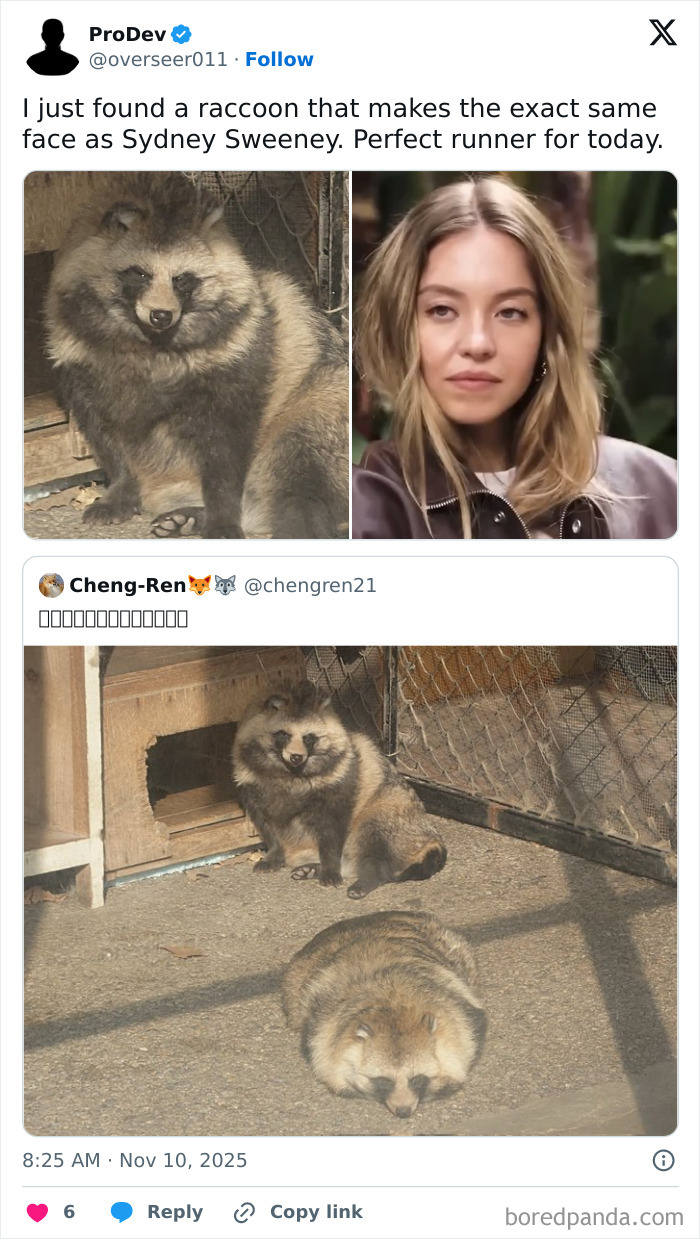 Split image of a raccoon with facial expression resembling Sydney Sweeney, highlighting a popular funny meme format.