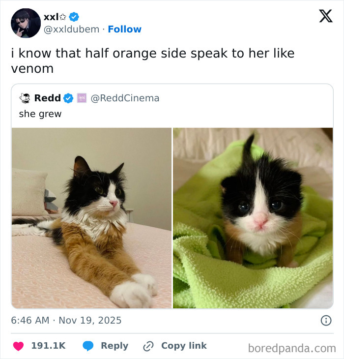 Screenshot of a relatable X post showing a cat growing up, included in hilarious and relatable X posts from November.