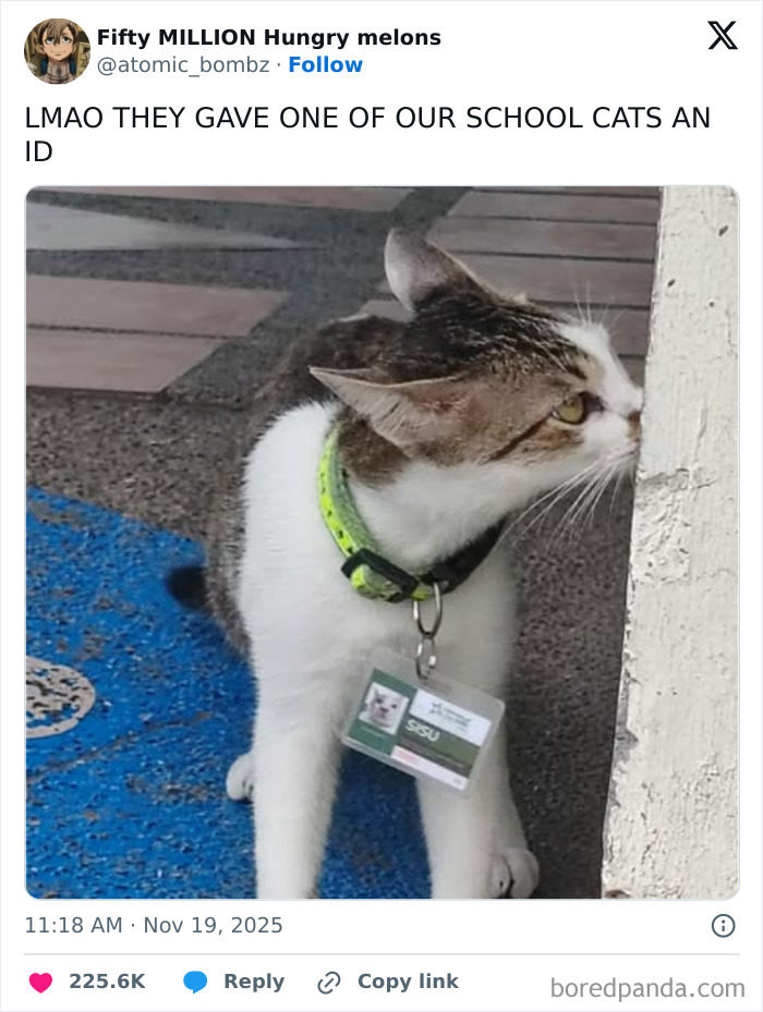 Cat at school wearing an ID badge, featured in hilarious and relatable X posts to lighten up a long day.