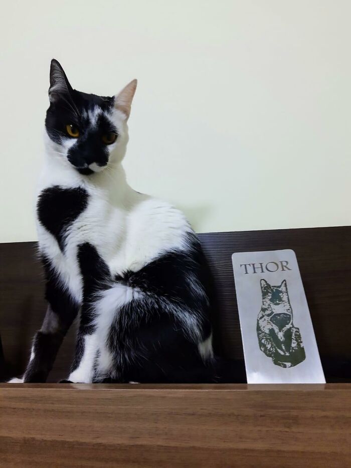 Thor the cat with a heart-shaped mark sitting beside a sign with his name on a wooden surface against a plain wall.
