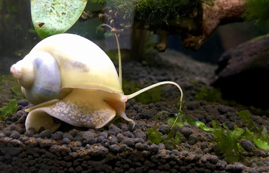 Mystery snail crawling on aquarium gravel surrounded by green plants and algae in a freshwater tank environment.