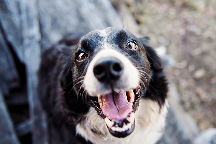 Close-up of a happy dog outdoors illustrating the question can dogs be autistic like humans in scientific research.