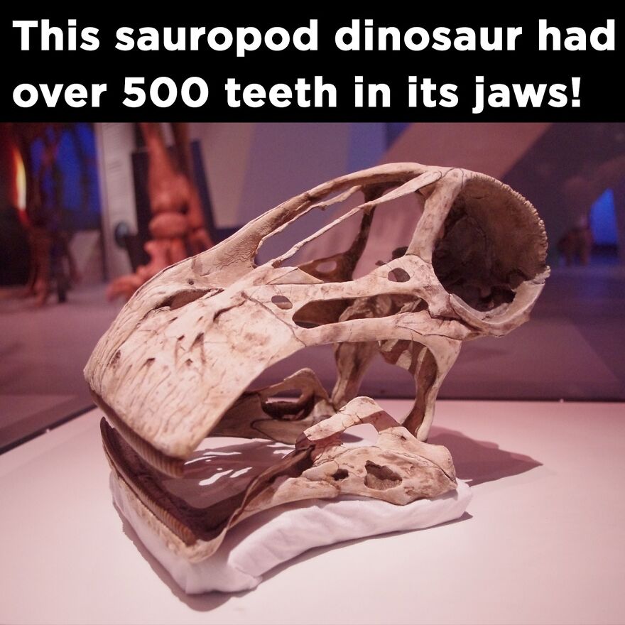 Nigersaurus dinosaur skull exhibit showing its jaw with over 500 teeth in a museum display. Nigersaurus dinosaur skull exhibit showing its jaw with over 500 teeth in a museum display.
