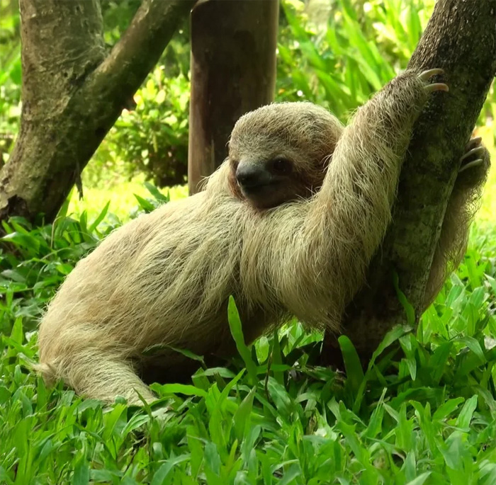 Sloth, the slowest animal in the world, resting and climbing a tree surrounded by green grass and foliage.
