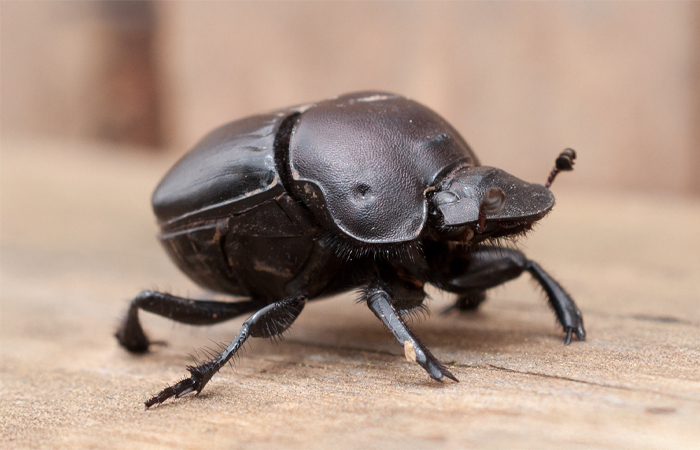 Close-up of a fierce black beetle, one of the strongest animal contenders in the world, on a wooden surface.