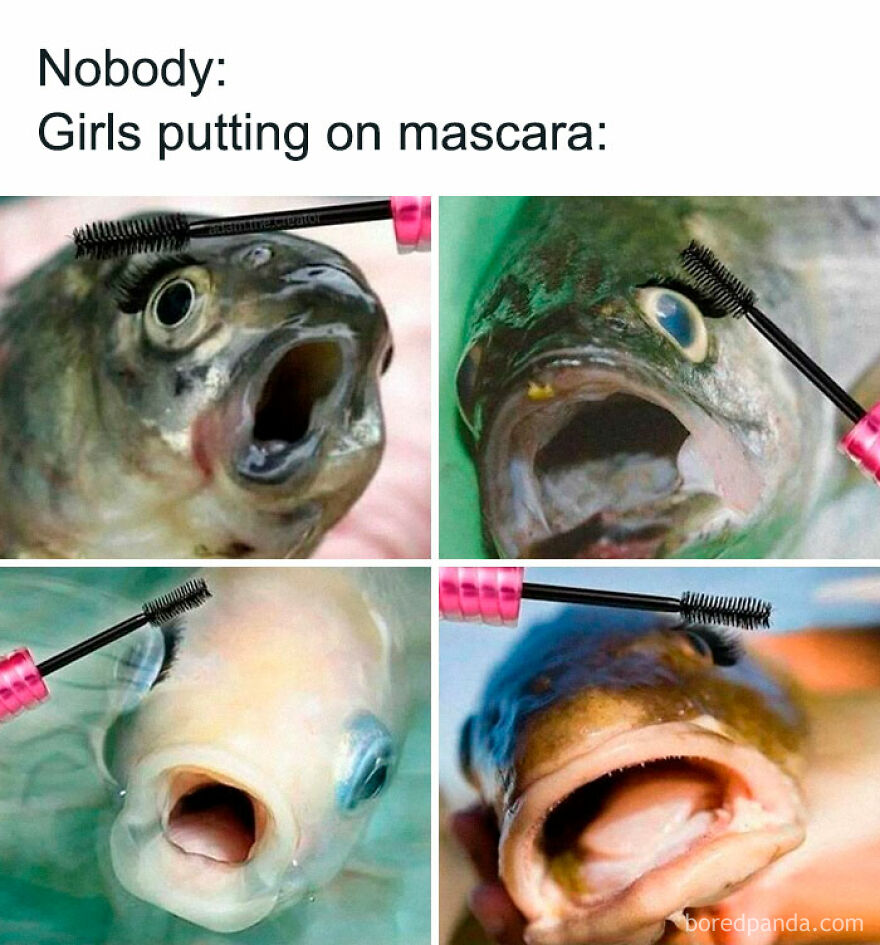 Four fish with open mouths being humorously shown with mascara brushes, featured in funny animal memes.