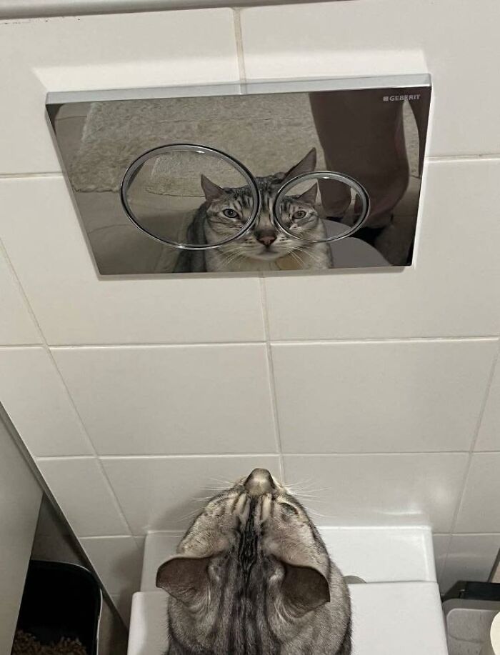 Cat looking at reflection through bathroom flush buttons, capturing a wholesome and funny animal moment.