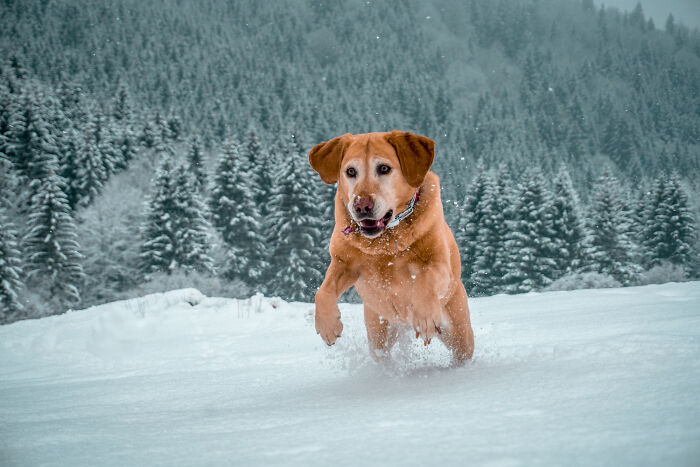 A joyful dog running through deep snow with a forest backdrop, capturing the most insane dog mom things in winter fun.