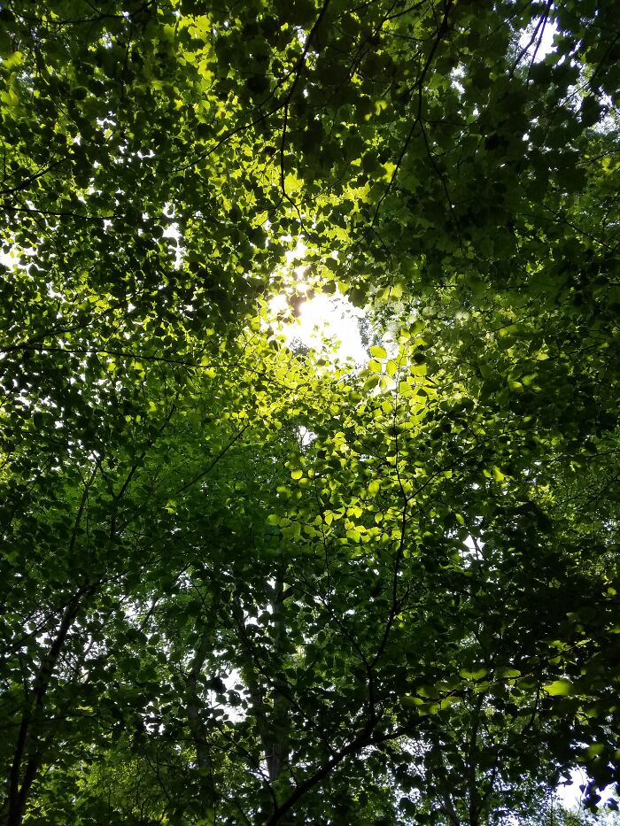 Strolling Through A Forest In Michigan On A Beautiful Sunny Day