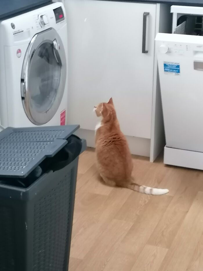 Hypnotised Poppy. She's Never Done This Before Or After In The 14 Years We've Had Her