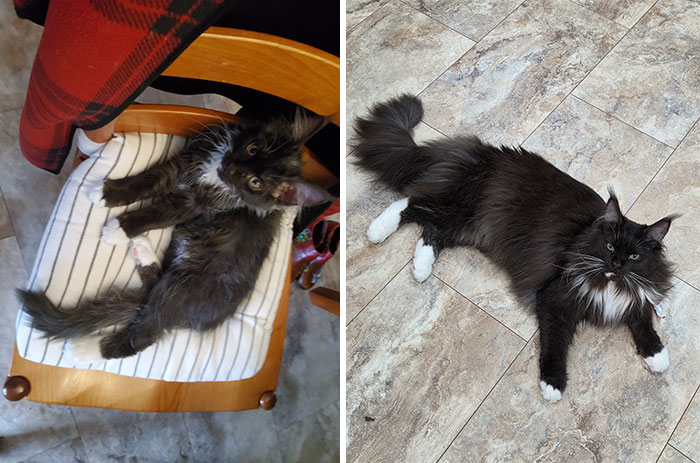 Xena At 9 Weeks And 2 Years