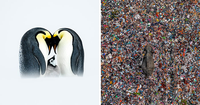 Nature’s Best Photography 2025: 50 Breathtaking Finalist Shots