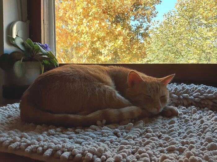 My Ginger Cat And The Golden Tree In The Window 